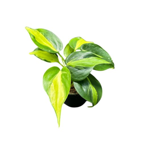 Philodendron scandens 'Brasil' (Inplanted)