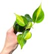 Philodendron scandens 'Brasil' (Inplanted)
