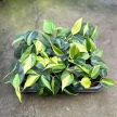 Philodendron scandens 'Brasil' (Inplanted)