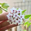 Hoya bella