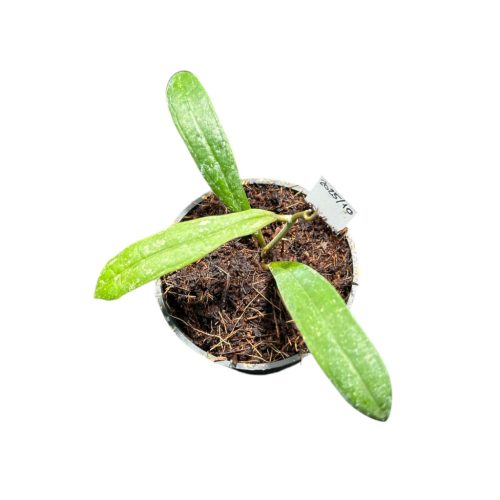 Hoya rigidifolia (Inplanted)