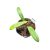 Hoya rigidifolia (Inplanted)