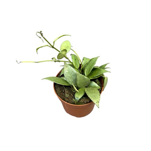 Hoya lacunosa ‘Mint’