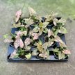 Syngonium podophyllum 'Pink Splash' (mini)