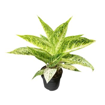 Aglaonema 'Polar Springtime'