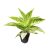 Aglaonema 'Polar Springtime'