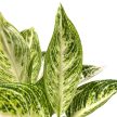 Aglaonema 'Polar Springtime'