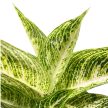 Aglaonema 'Polar Springtime'