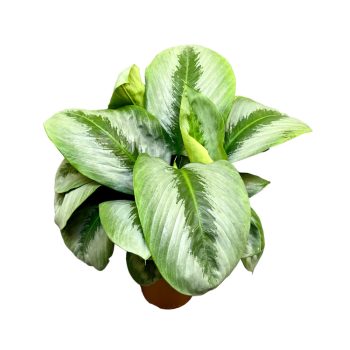 Schismatoglottis sp. 'Silver Borneo'