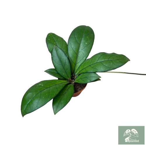 Hoya crassipetiolata 