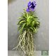 Vanda Nitaya® Tweed Blue