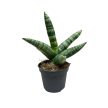Sansevieria cylindrica 'Starfish'