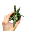 Sansevieria cylindrica 'Starfish'