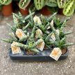 Sansevieria cylindrica 'Starfish'