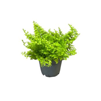   Nephrolepis exaltata 'Cotton Candy' (Szobapáfrány)