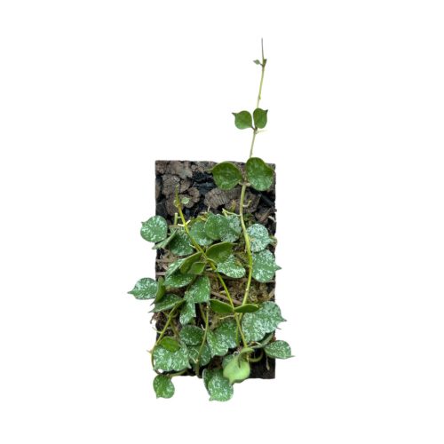 Hoya curtisii parafán (Inplanted)