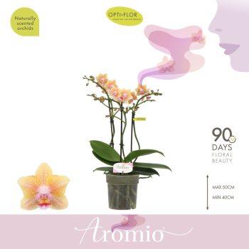   Phalaenopsis Aromio 'Spicy' - Illatos lepkeorchidea