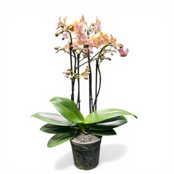   Phalaenopsis Aromio 'Spicy' - Illatos lepkeorchidea