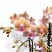 Phalaenopsis Aromio 'Spicy' - Illatos lepkeorchidea