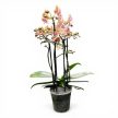 Phalaenopsis Aromio 'Spicy' - Illatos lepkeorchidea
