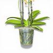 Phalaenopsis Aromio 'Spicy' - Illatos lepkeorchidea
