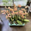 Phalaenopsis Aromio 'Spicy' - Illatos lepkeorchidea