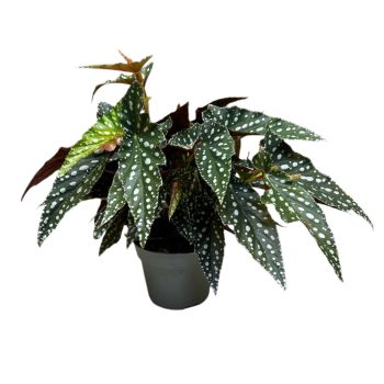 Begonia maculata 'Spotlight Dark®'