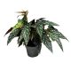 Begonia maculata 'Spotlight Dark®'