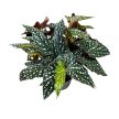 Begonia maculata 'Spotlight Dark®'