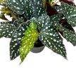 Begonia maculata 'Spotlight Dark®'