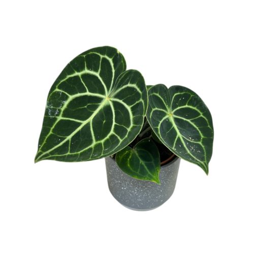 Anthurium clarinervium (M)