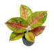 Aglaonema 'Grand Poppy'