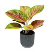 Aglaonema 'Grand Poppy'