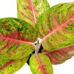 Aglaonema 'Grand Poppy'