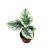 Alocasia reversa