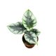 Alocasia reversa