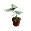 Alocasia reversa