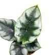 Alocasia reversa