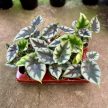 Alocasia reversa