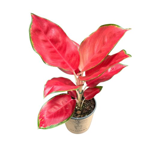Aglaonema ‘China Red’