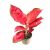 Aglaonema ‘China Red’