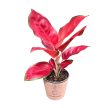 Aglaonema ‘China Red’