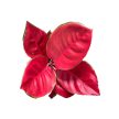 Aglaonema ‘China Red’