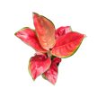 Aglaonema ‘China Red’