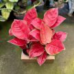 Aglaonema ‘China Red’