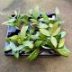 Hoya gracilis (6 pcs)