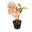 Syngonium podophyllum 'Regina Red' (Inplanted)
