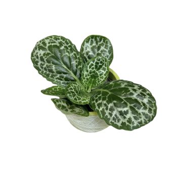 Primulina dryas 'Pretty Turtle' (Streptocarpus)