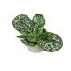 Primulina dryas 'Pretty Turtle' (Streptocarpus)
