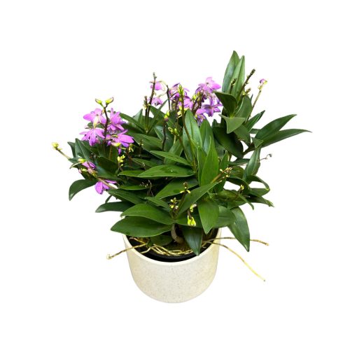 Dendrobium kingianum (illatos)